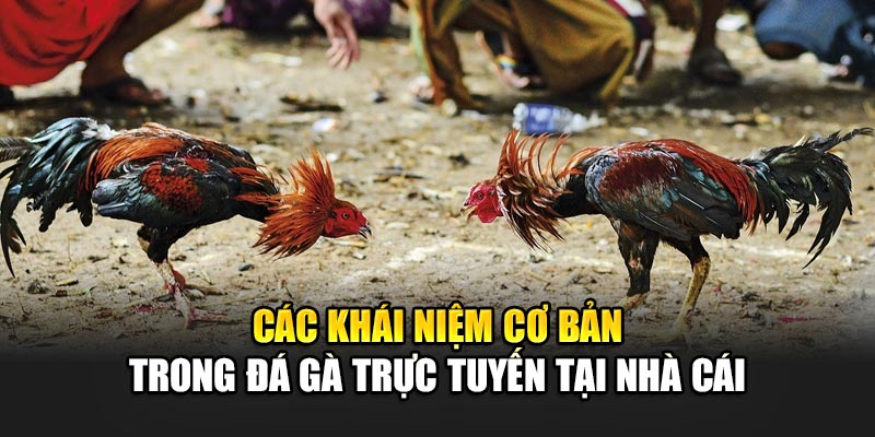 cac-khai-niem-co-ban-trong-da-ga-truc-tuyen-tai-nha-cai