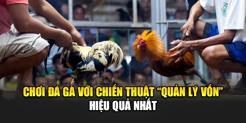 choi-da-ga-voi-chien-thuat-“quan-ly-von”-hieu-qua-nhat