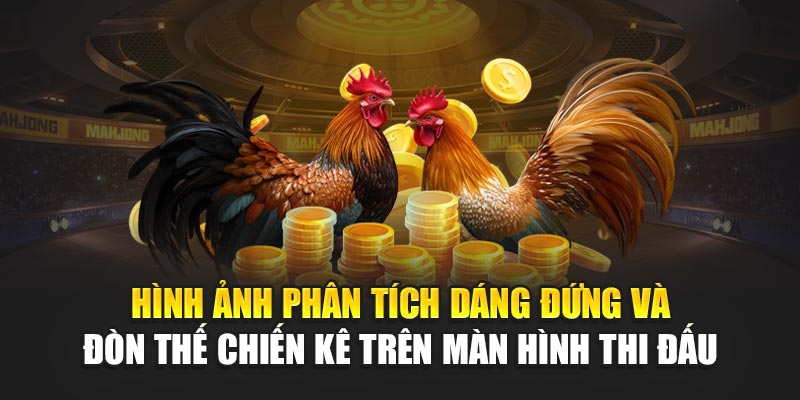 Hình ảnh phân tích dáng đứng và đòn thế chiến kê trên màn hình thi đấu