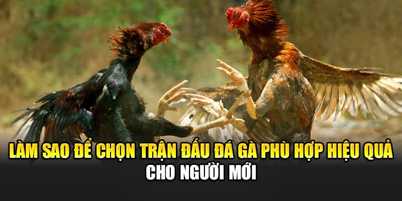 lam-sao-de-chon-tran-dau-da-ga-phu-hop-hieu-qua-cho-nguoi-moi