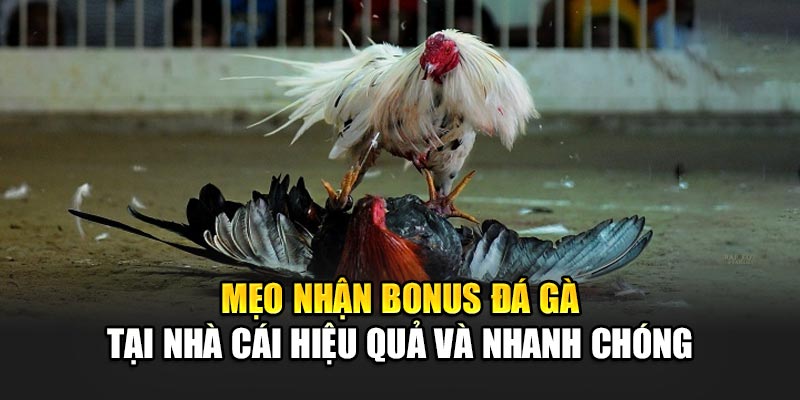 meo-nhan-bonus-da-ga-tai-nha-cai-hieu-qua-va-nhanh-chong