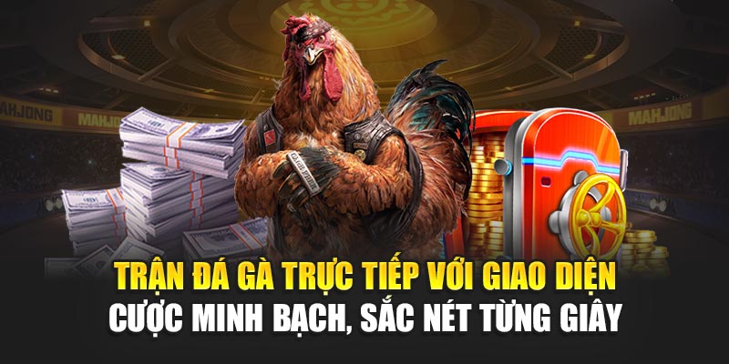 Trận đá gà trực tiếp với giao diện cược minh bạch, sắc nét từng giây